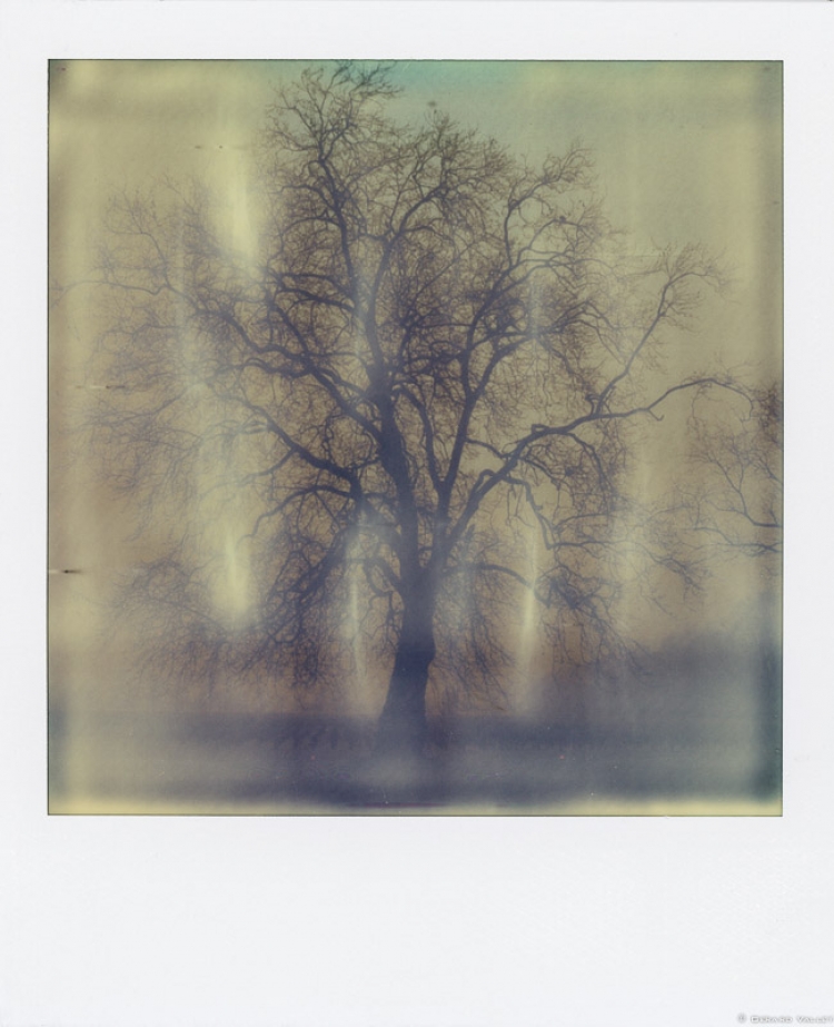 L'hiver au Domaine Pique Caillou, Polaroïd SLR670 + Impossible color 600