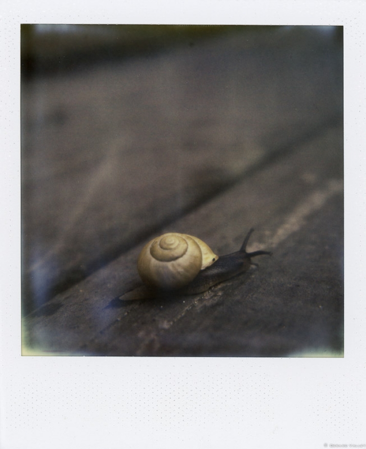 Escargot, Polaroïd SLR670 + Impossible color 600