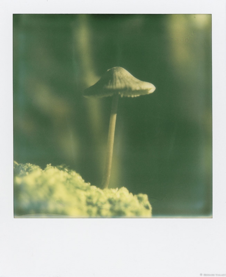 Vertige, Polaroïd SLR670 + Impossible color 600