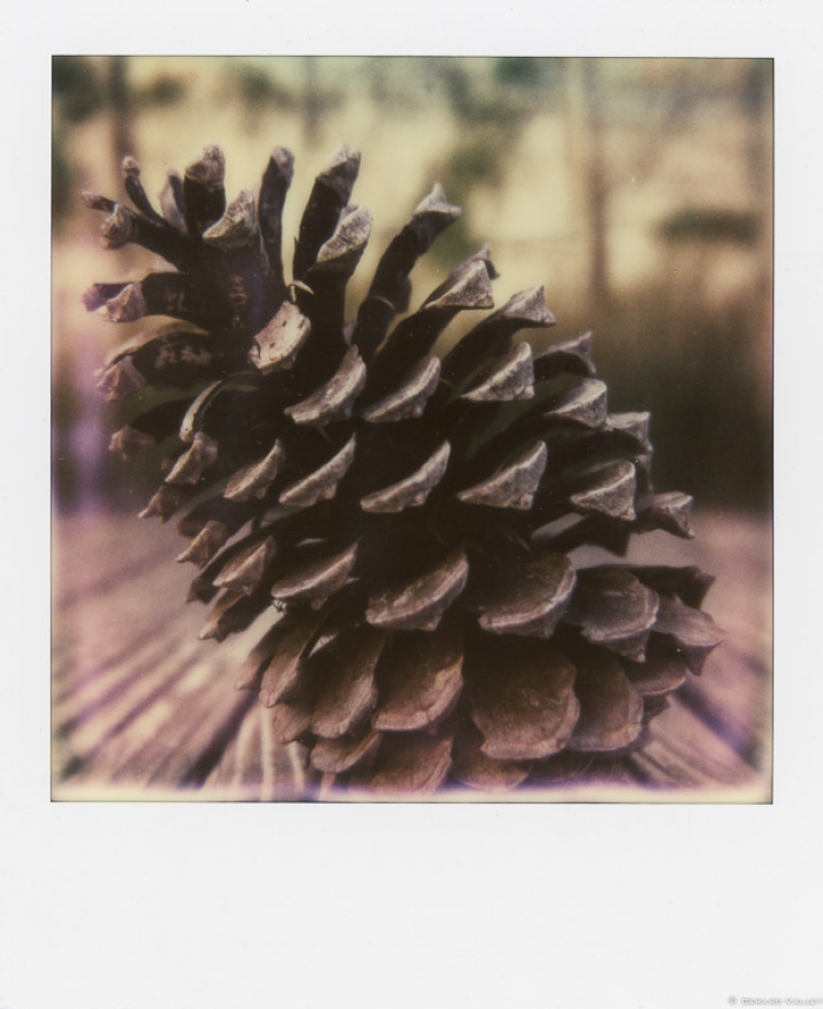 Pigne, Polaroïd SLR670 + Impossible color 600